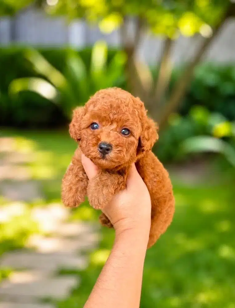 Toy poodle tedy bear jantan