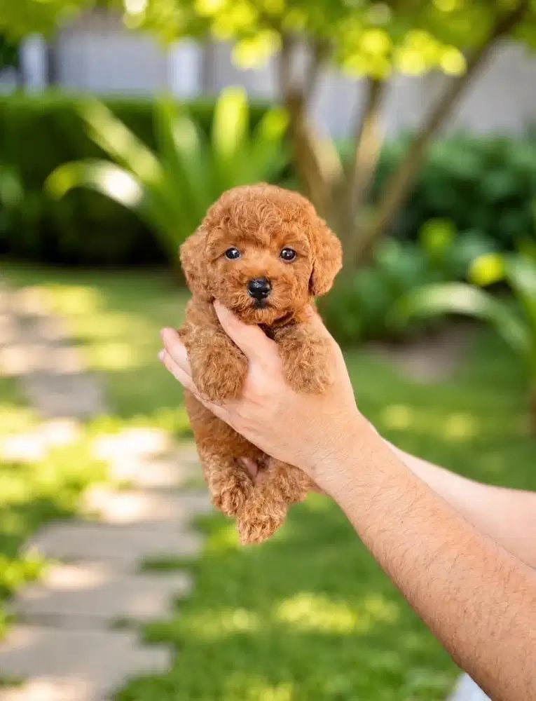 Toy poodle betina tedy bear