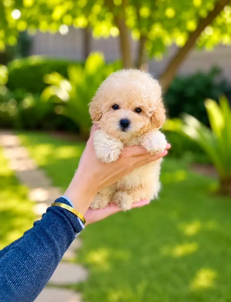 Toy poodle jantan bearface