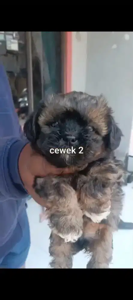 Anakan poodle mix shitshu jantan betina