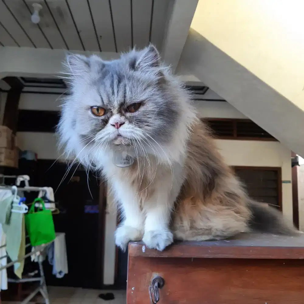 Open adopsi kucing