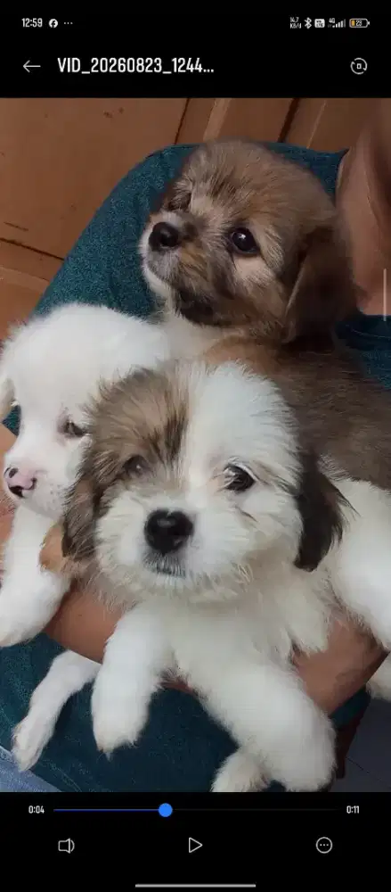 Puppy anjing 2 bln shihtzu mix pom