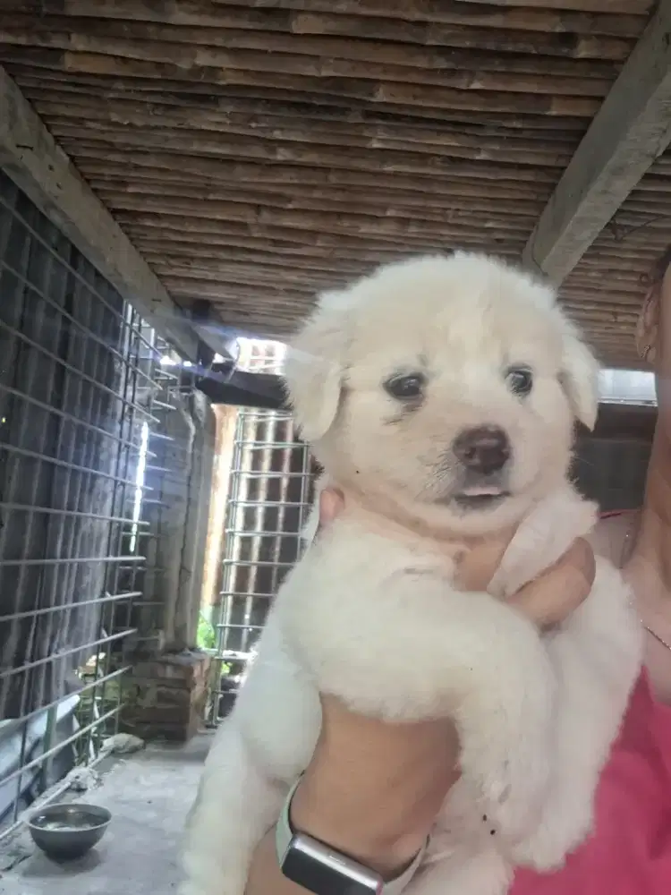 Anak anjing gemoy