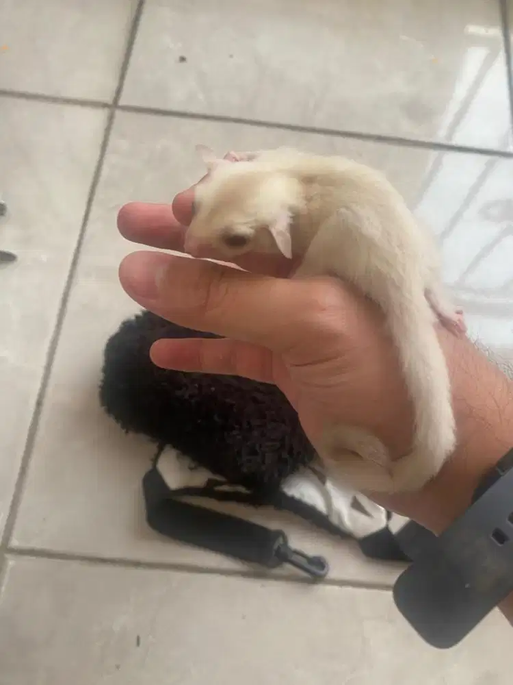 SUGAR GLIDER JOEY CREAMINO 1 BULAN