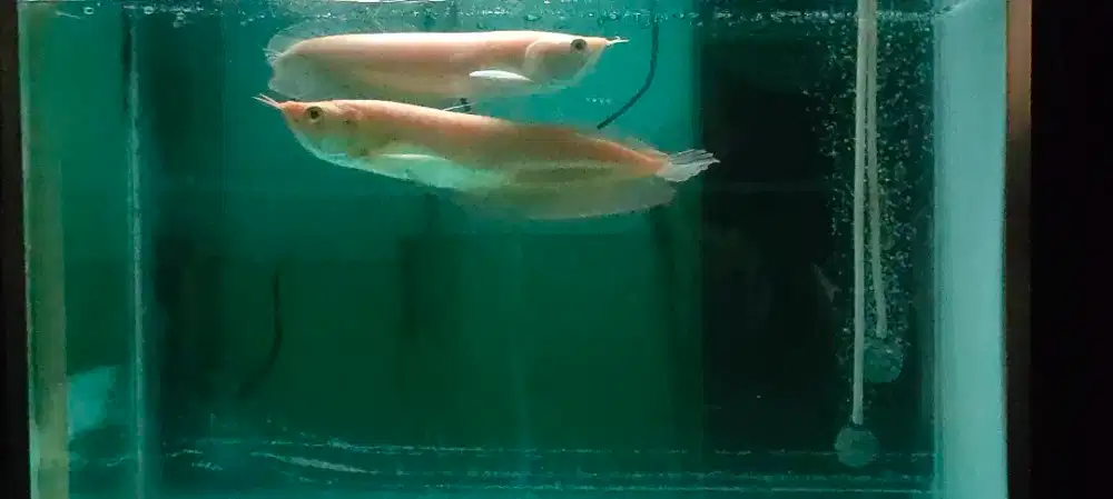 Arwana Brazil Albino