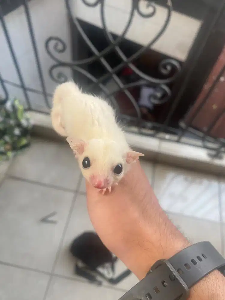 SUGAR GLIDER LEUCISTIK JANTAN 2 BULANAN