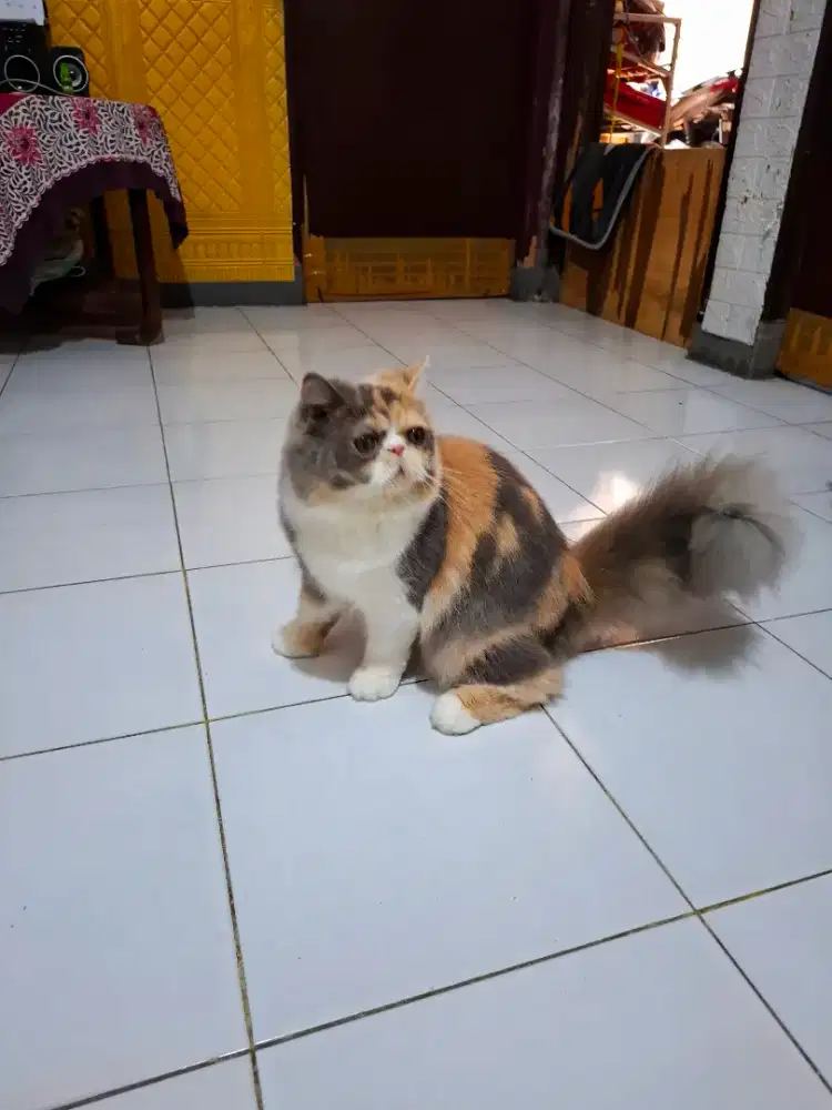 Kucing peaknose betina calico dilute