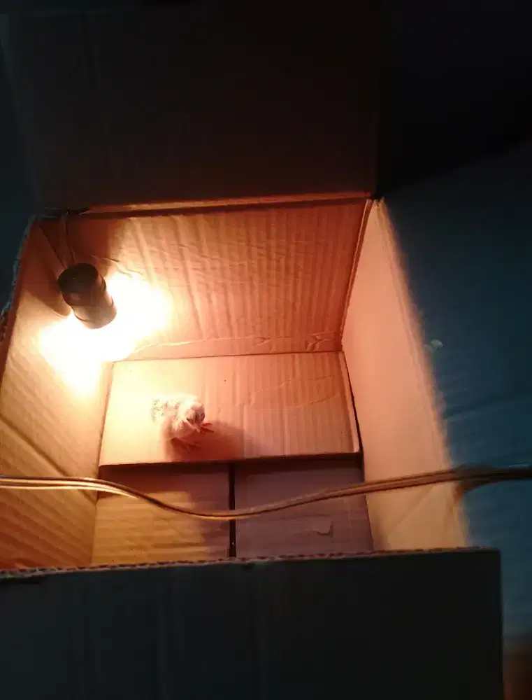 Ayam ketawa Dari pitik smpe dewasa ada