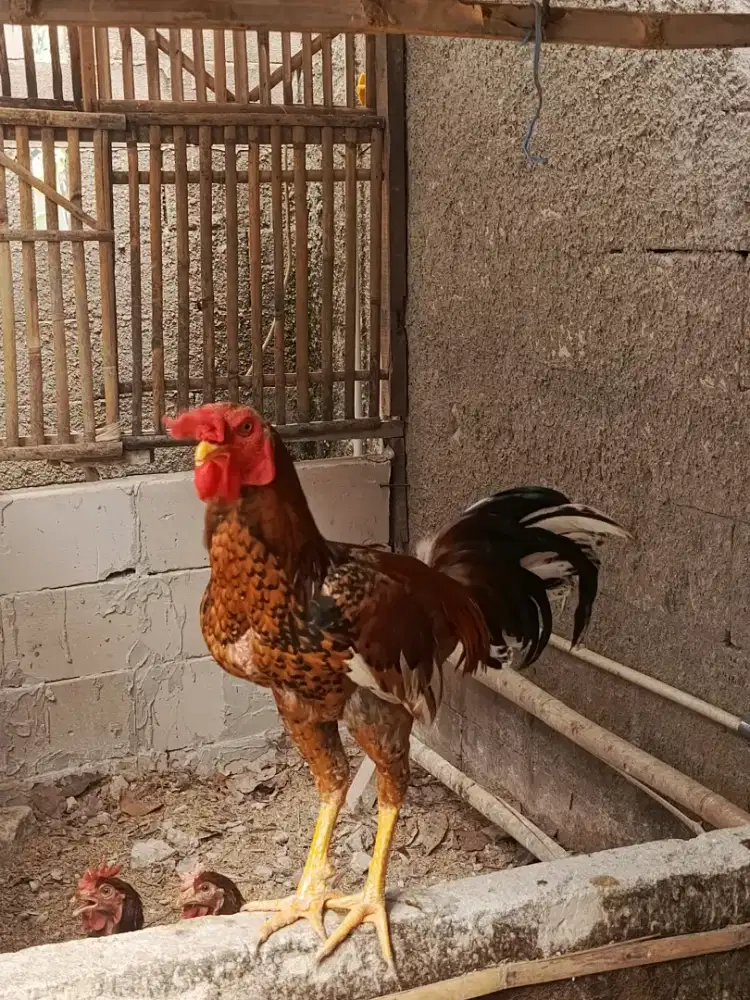 Jual ayam Bangkok jantan dan ayam jago