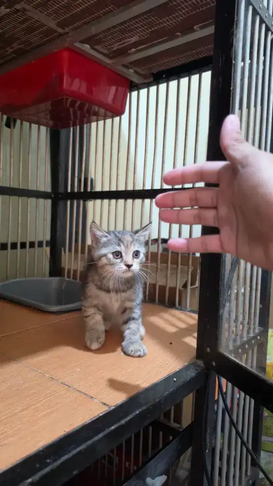 Adopt kucing ras