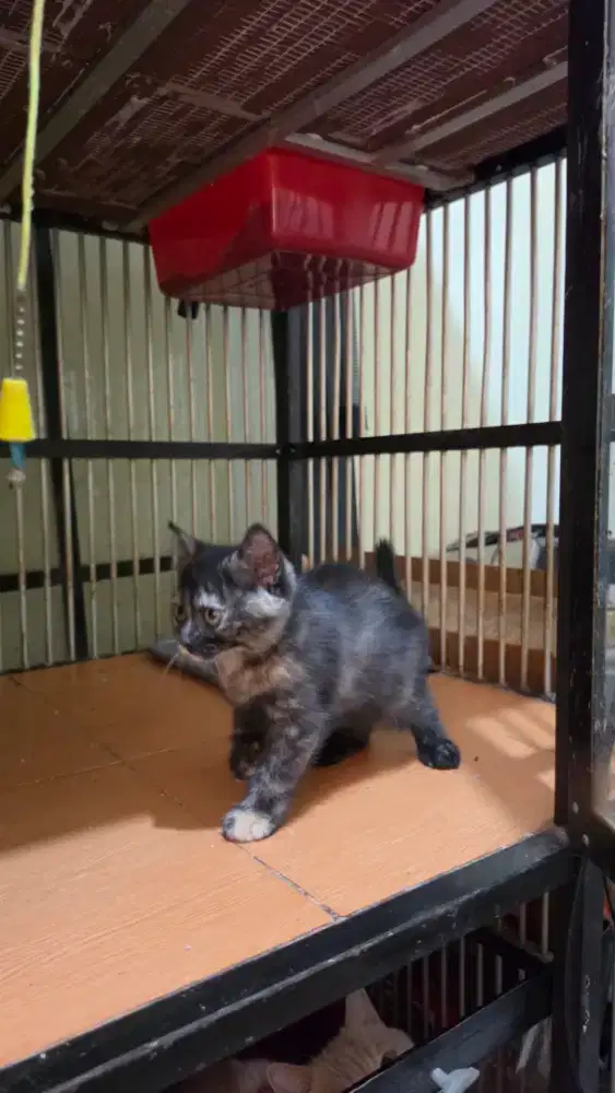 Adopt kucing ras