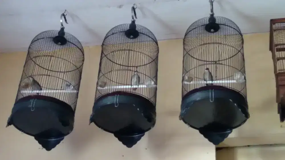 Burung Trucuk Bahan