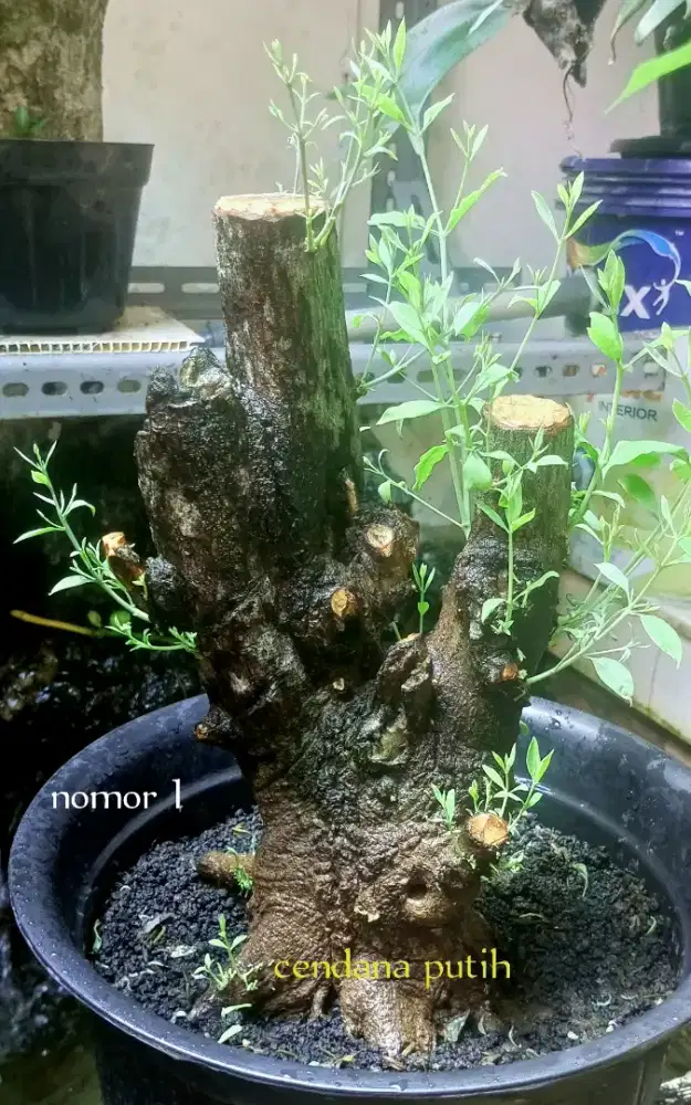 Bonsai cendana putih