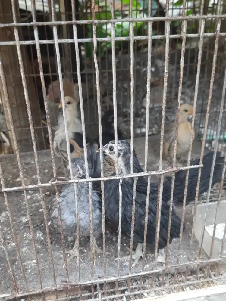 Ayam serama anakan usia 2 bulan