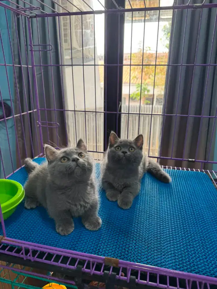 kucing kitten british shorthair munchin kaki cebol