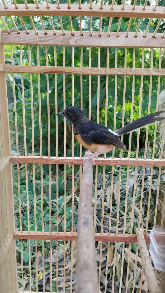 burung murai batu trotol jantan