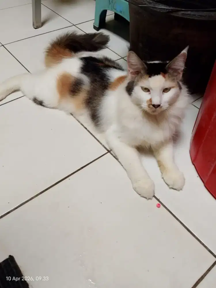 Kucing mainecoon