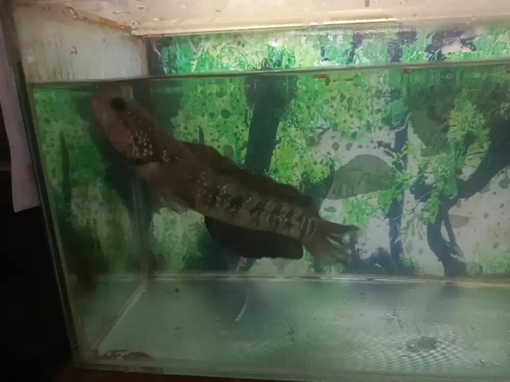 Ikan chana asiatika ukuran 20-25 cm