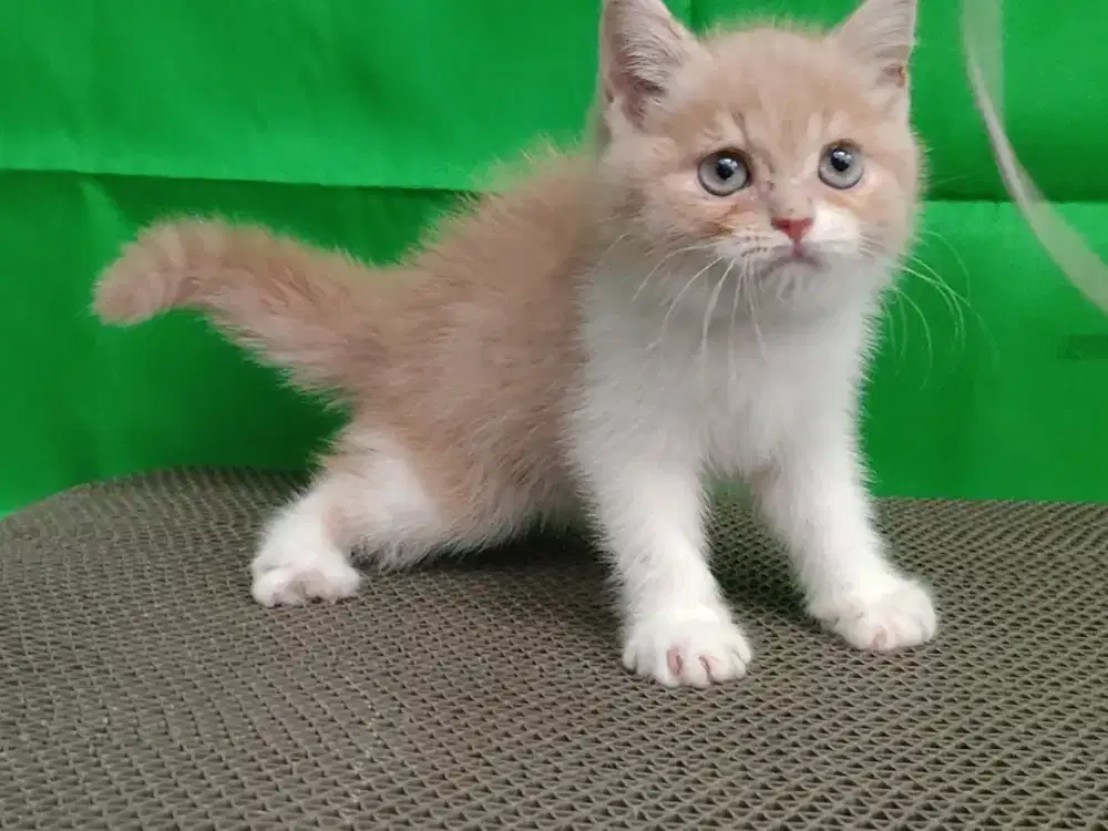 Kitten BSH bico jantan