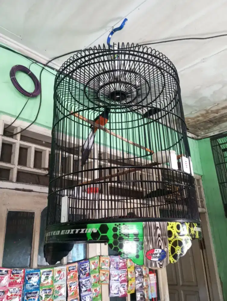 Murai batu gacor fullset
