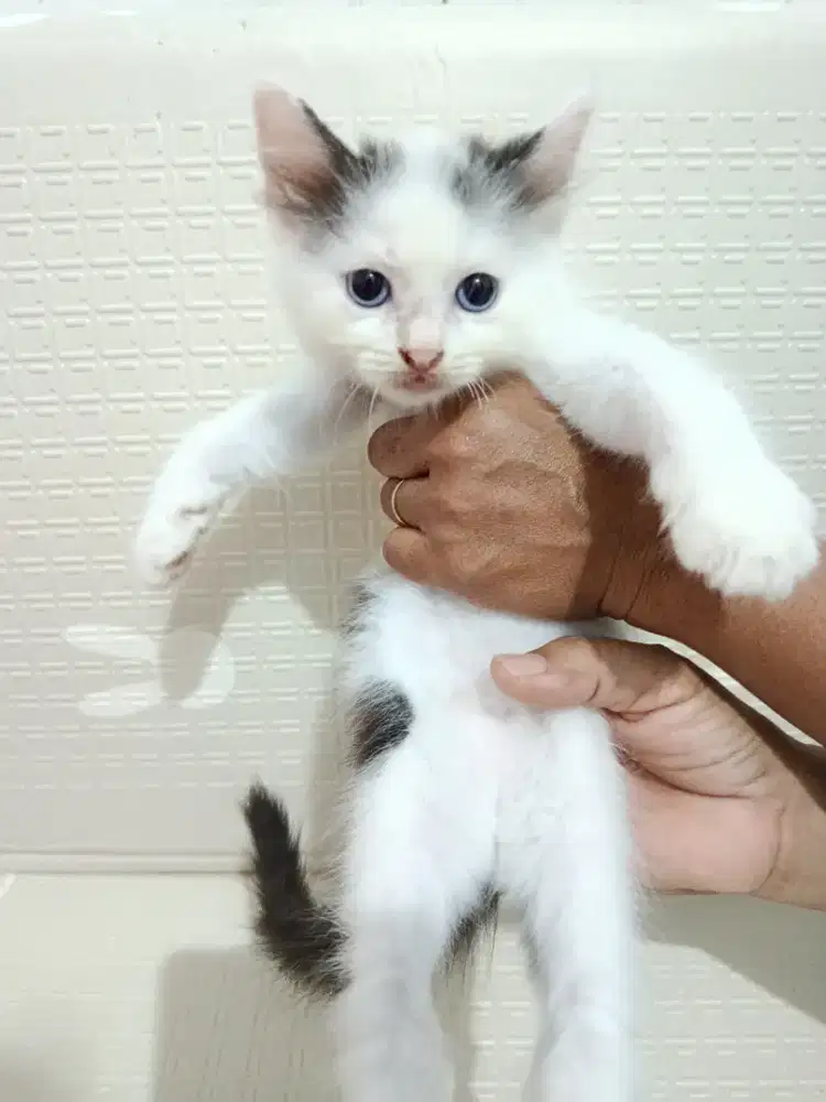 Persian kucing open adopt