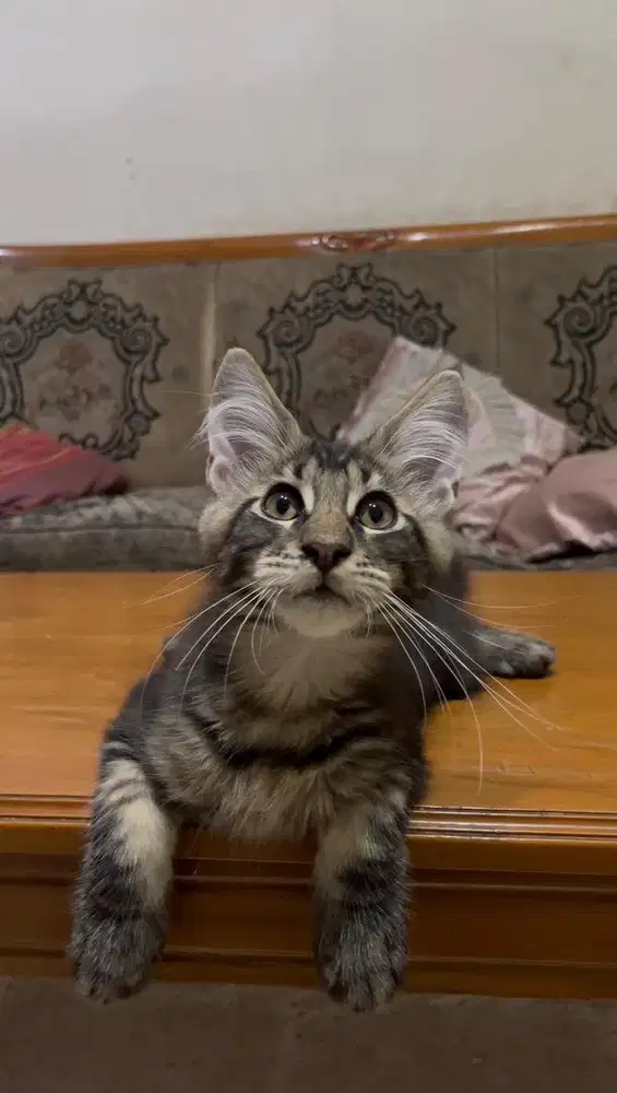 Kitten mainecoon jantan 4 bulan.