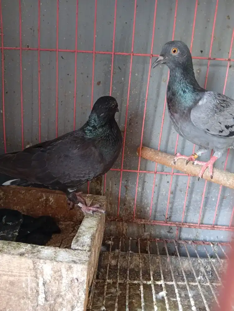 Merpati sungut x kolong