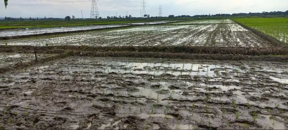 DI jual Tanah Sawah