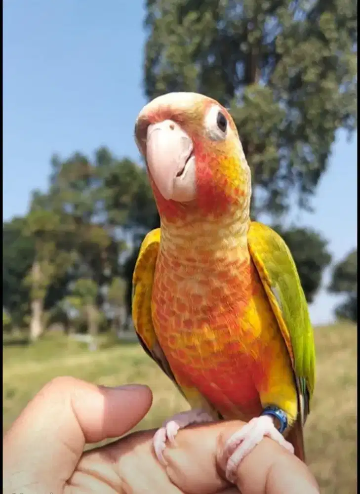 Pineapple conure dada merah