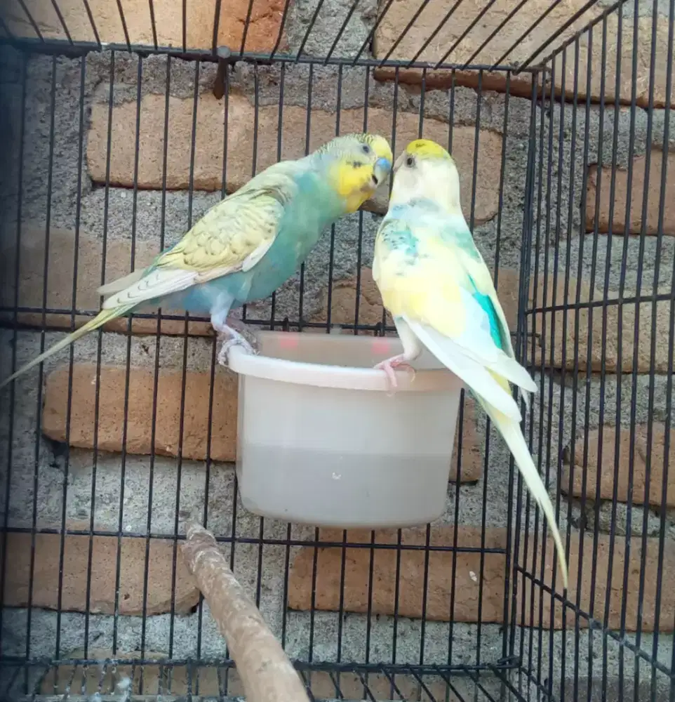 Sepasang parkit mutasi induk