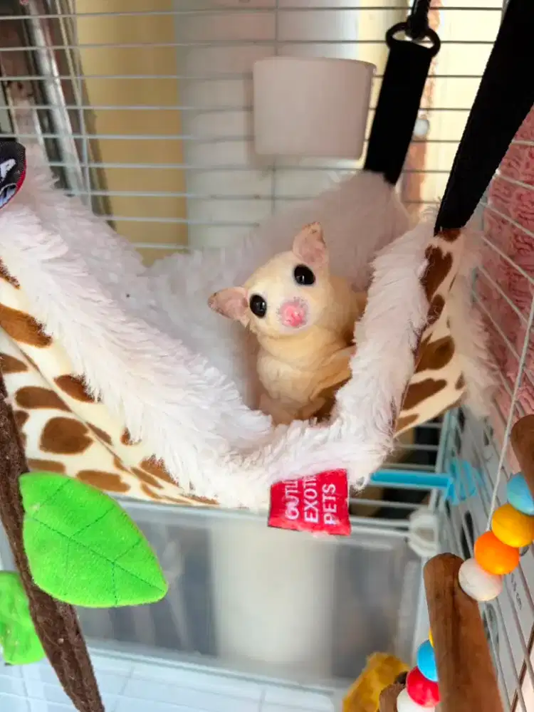 Sugar Glider Leucistic