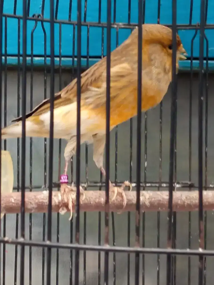 Burung kenari betina