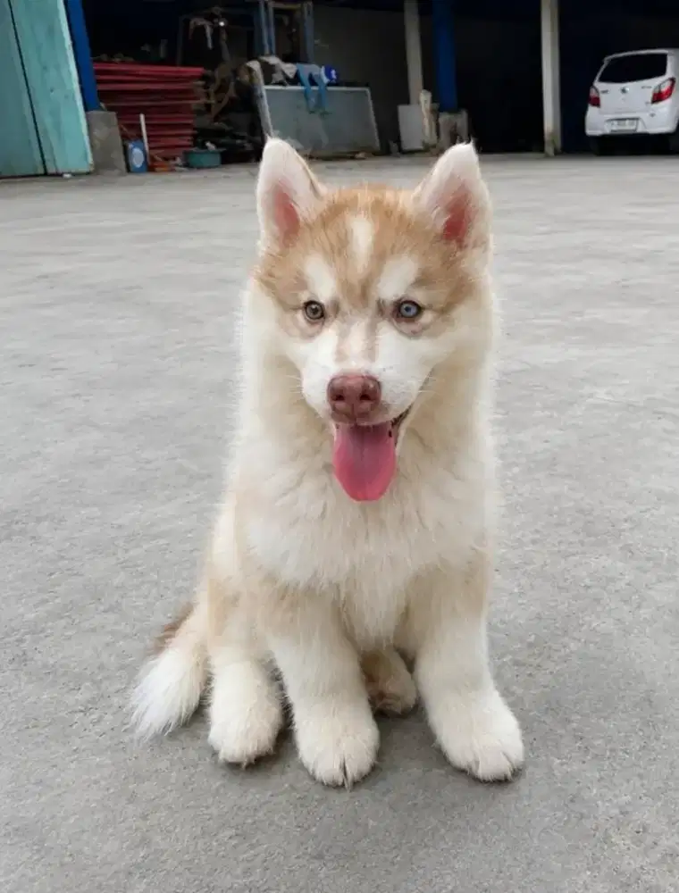 Anjing husky puppies