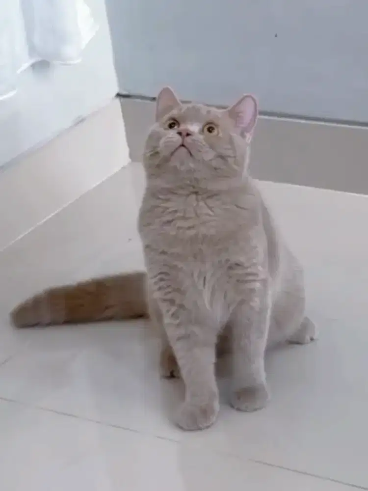 British Shorthair Lilac
