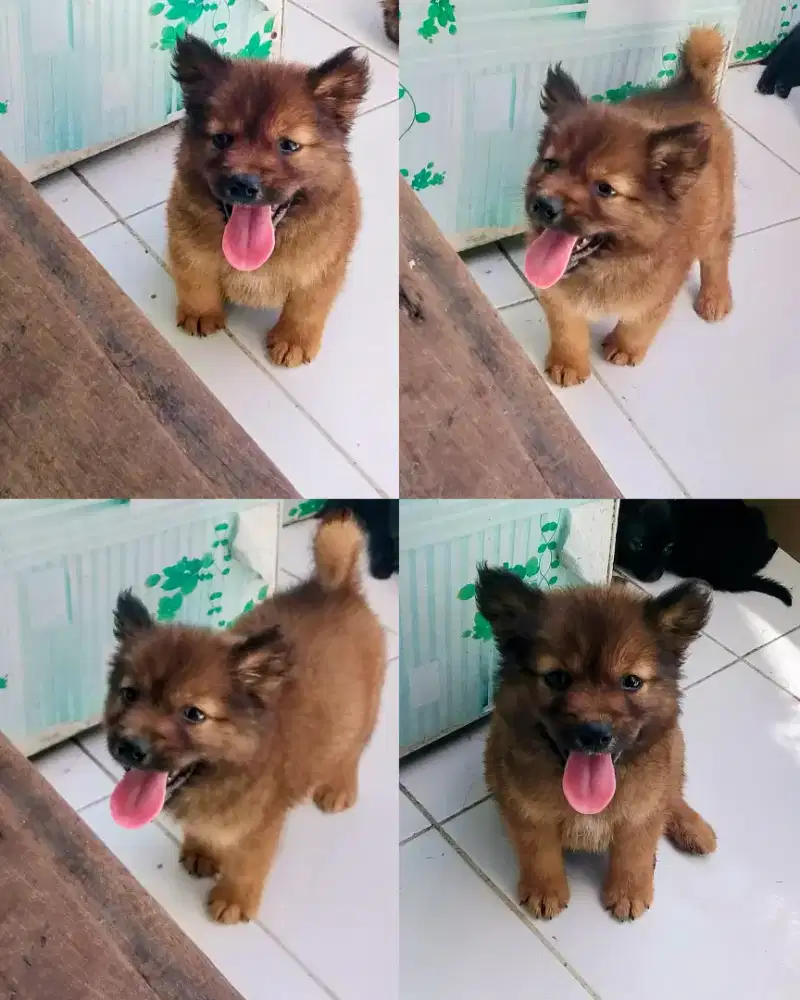 Puppy mini lucu betyna