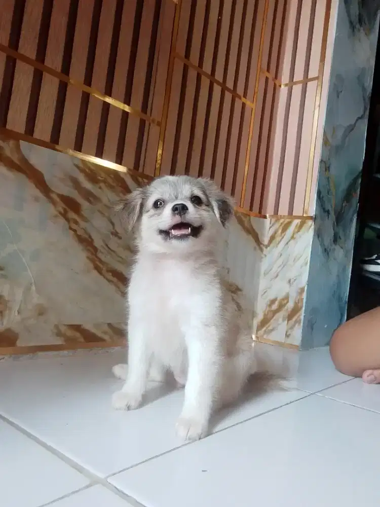 Anak anjing lucu betyna