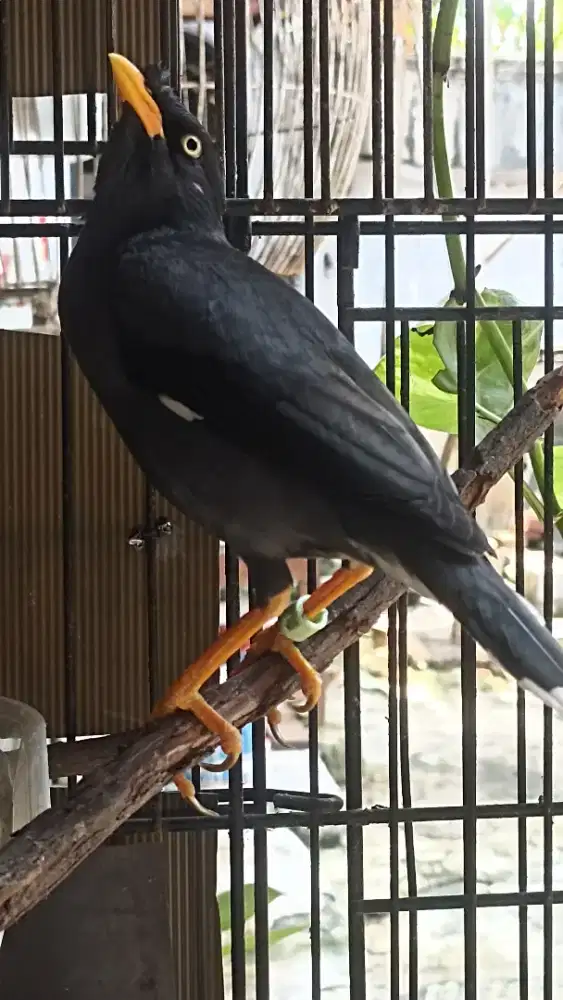 Jalak kebo jual burja