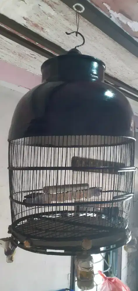 Sangkar kutut kayu dempul tinggal pakai