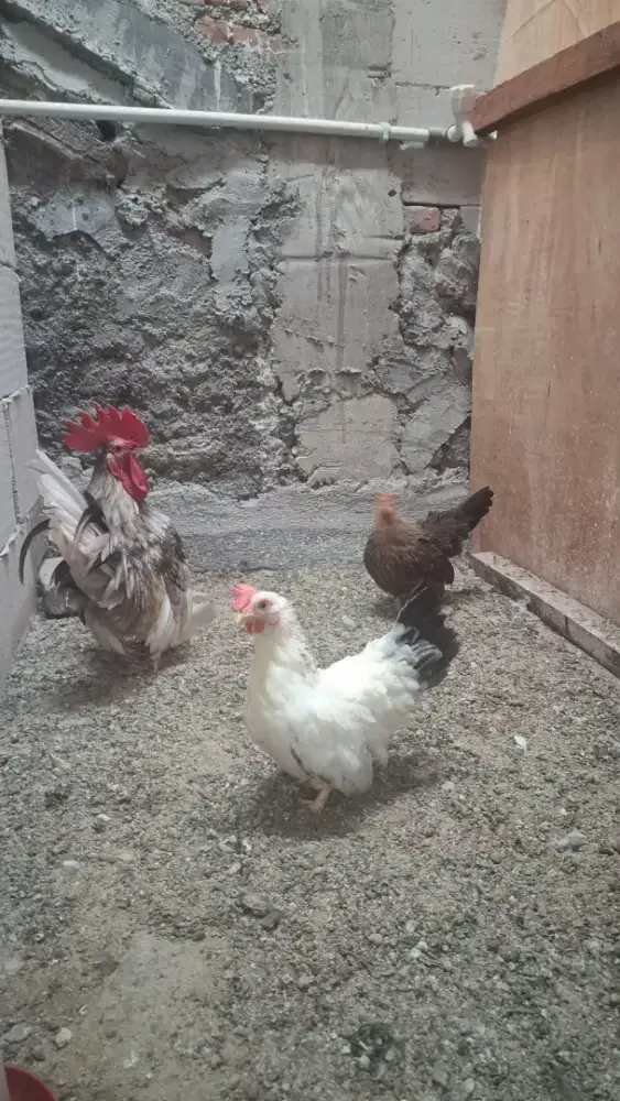 Dijual 3 ekor ayam kate 1 jantan 2 betina