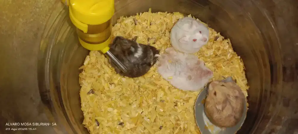 Buat hobby pelihara Hamster