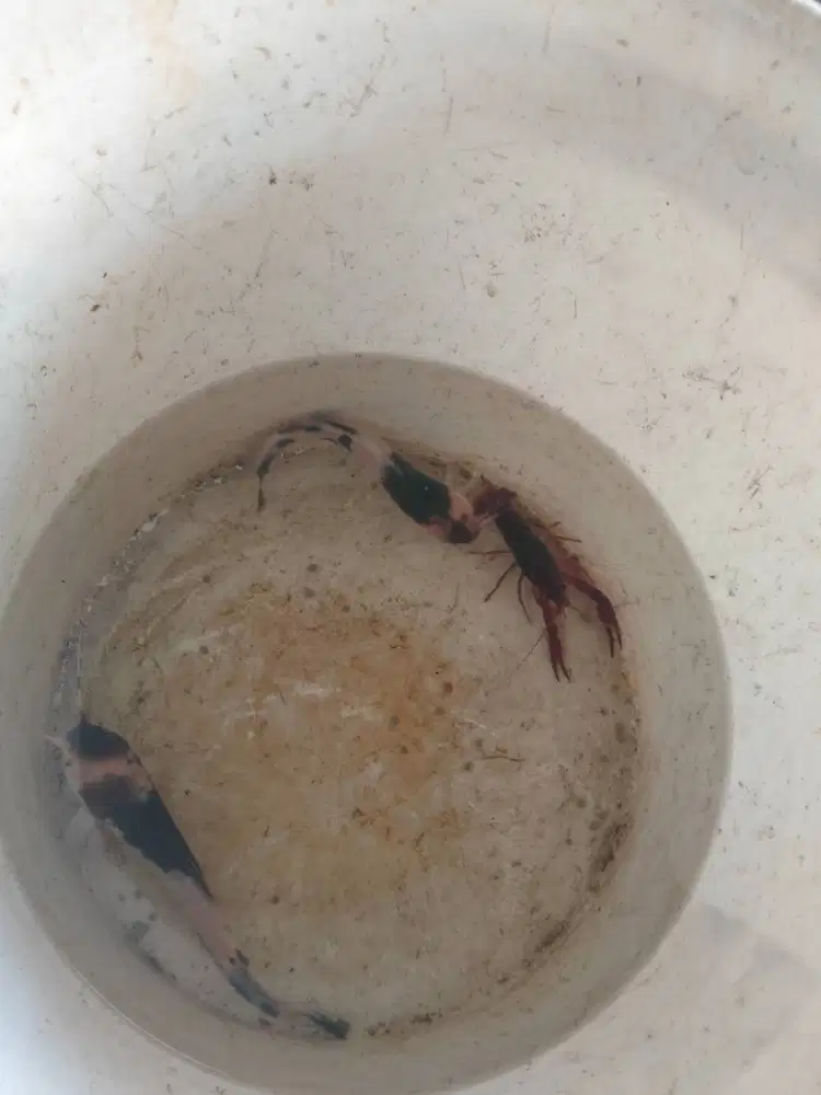 Jual ikan lobster dan lele sapi
