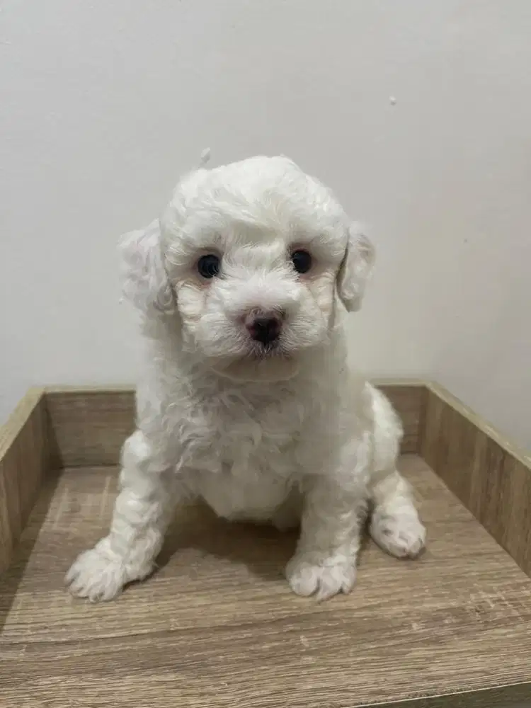 Poodle tiny white mismark male