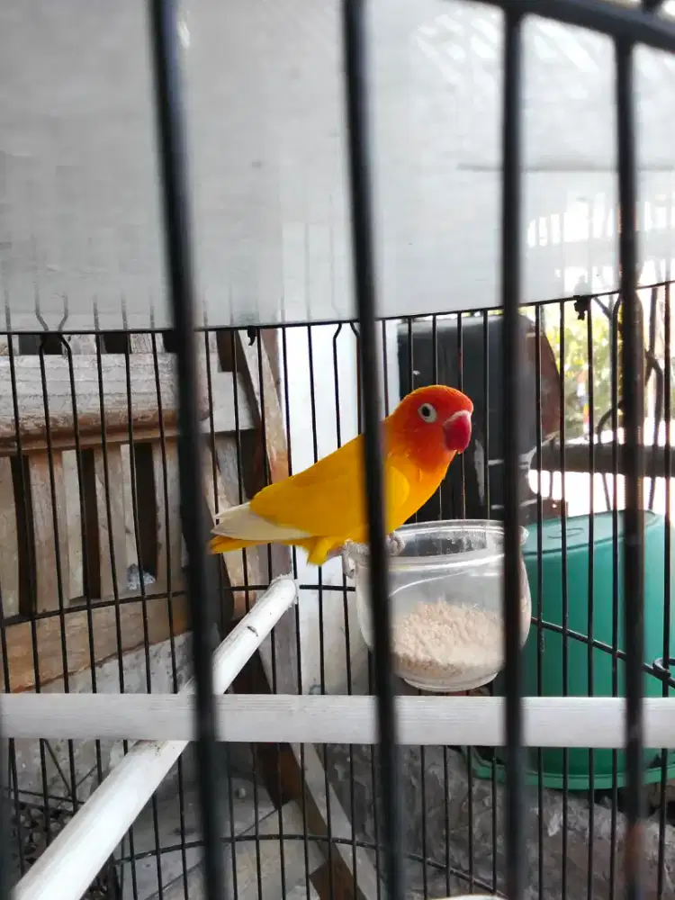 Lovebird jantan gespang