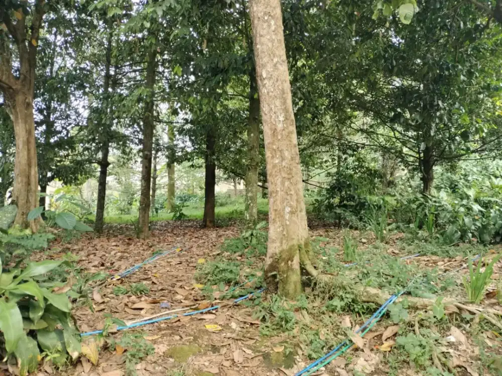 TANAH MURAH DIBOGOR TAMANSARI CIAPUS
