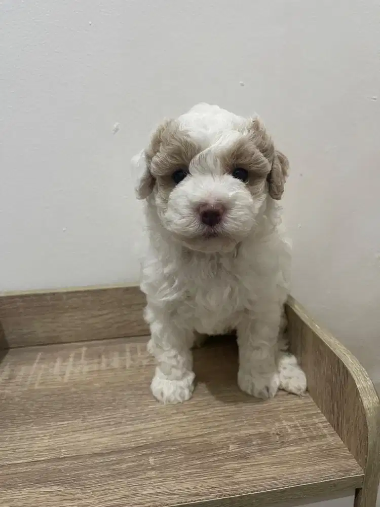 Poodle tiny parti color female
