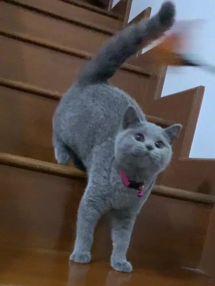 Kucing british shorthair bsh british short hair