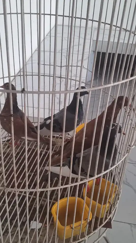 Dijual 3 pasang burung merpati dg anakanya