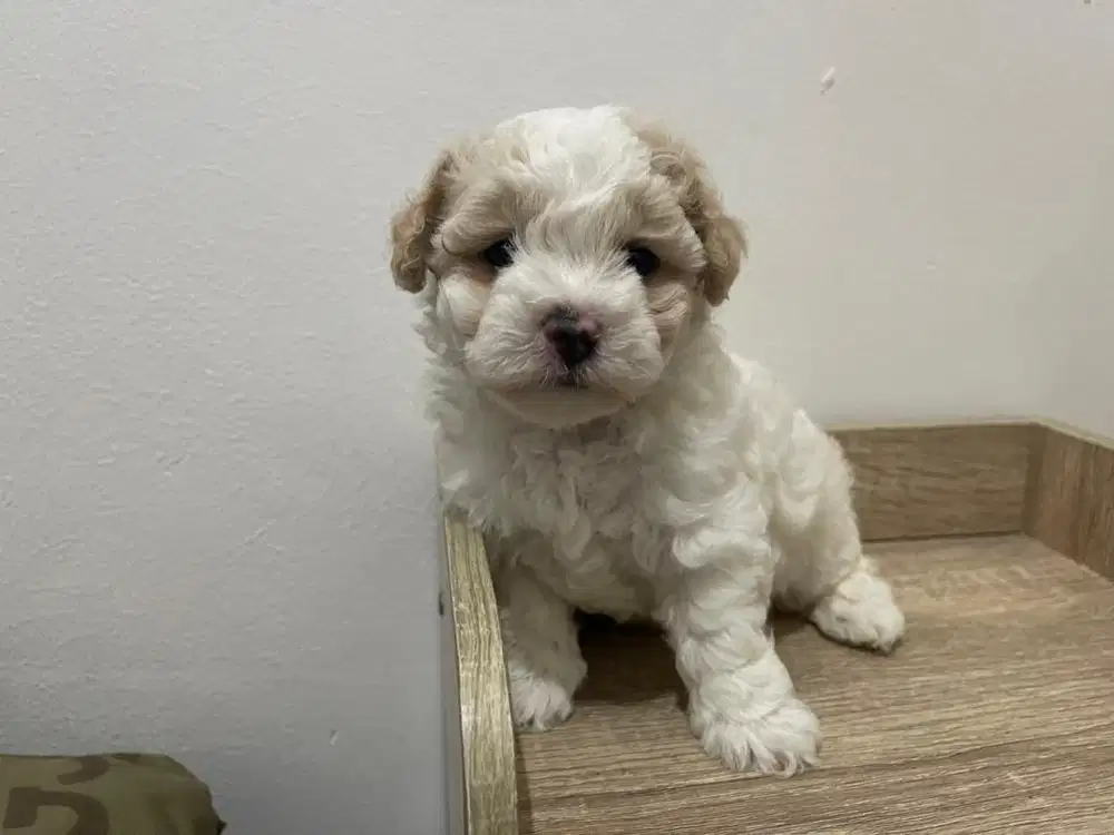 Poodle tiny super parti color male