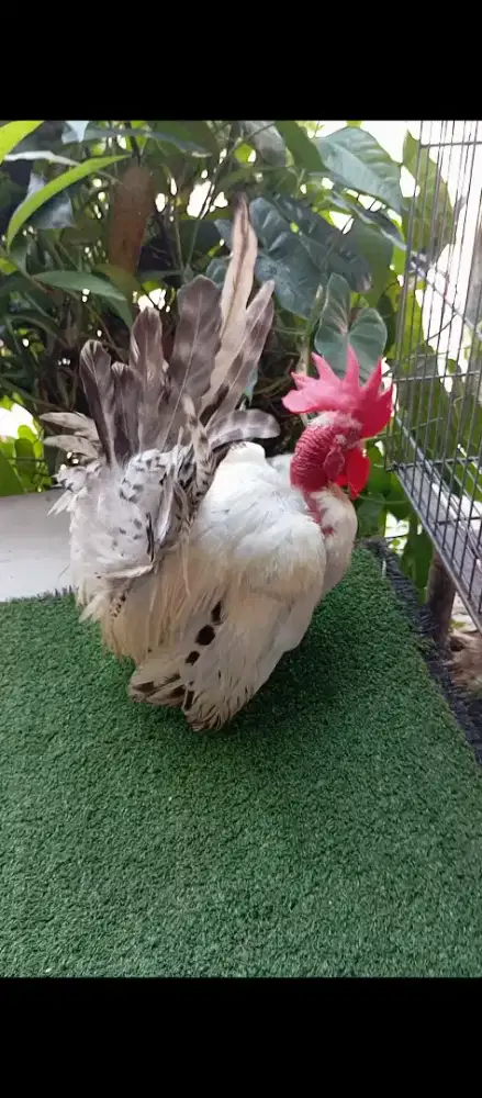 Ayam hias Kate ceper legund