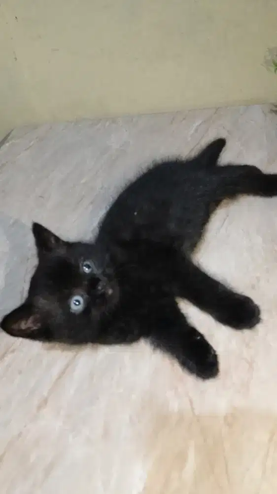 British Shorthair Black Solid